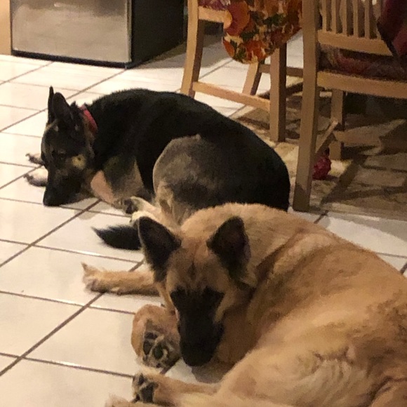 Meet your Posher, Deborah⭐️⭐️⭐️⭐️⭐️ - Picture 4 of 5